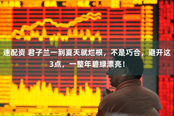 速配资 君子兰一到夏天就烂根，不是巧合，避开这3点，一整年碧绿漂亮！